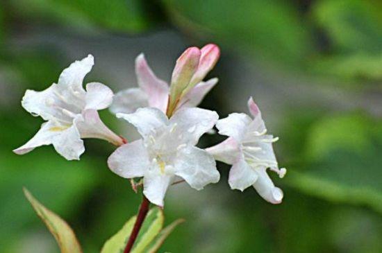 锦带花一年开几次花（“锦带花”的四季养殖手册）