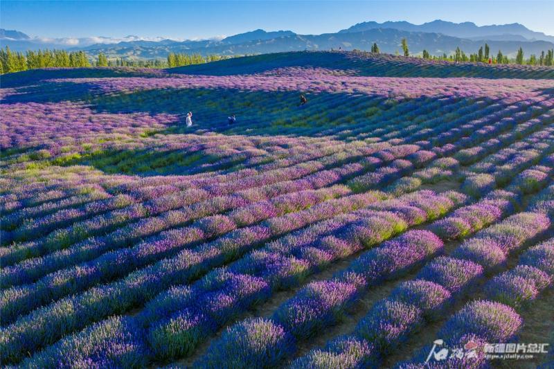 霍城薰衣草花期是什么时间（伊犁薰衣草花期预报来了）