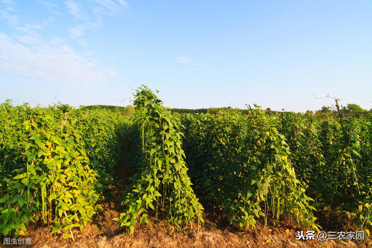 秋豆角什么时间种（秋豆角种植时间和方法）