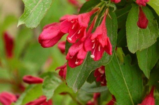 锦带花一年开几次花（“锦带花”的四季养殖手册）