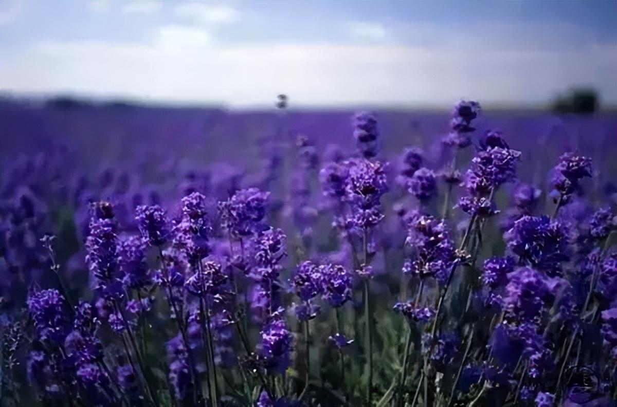 霍城薰衣草花期是什么时间（伊犁薰衣草花期预报来了）