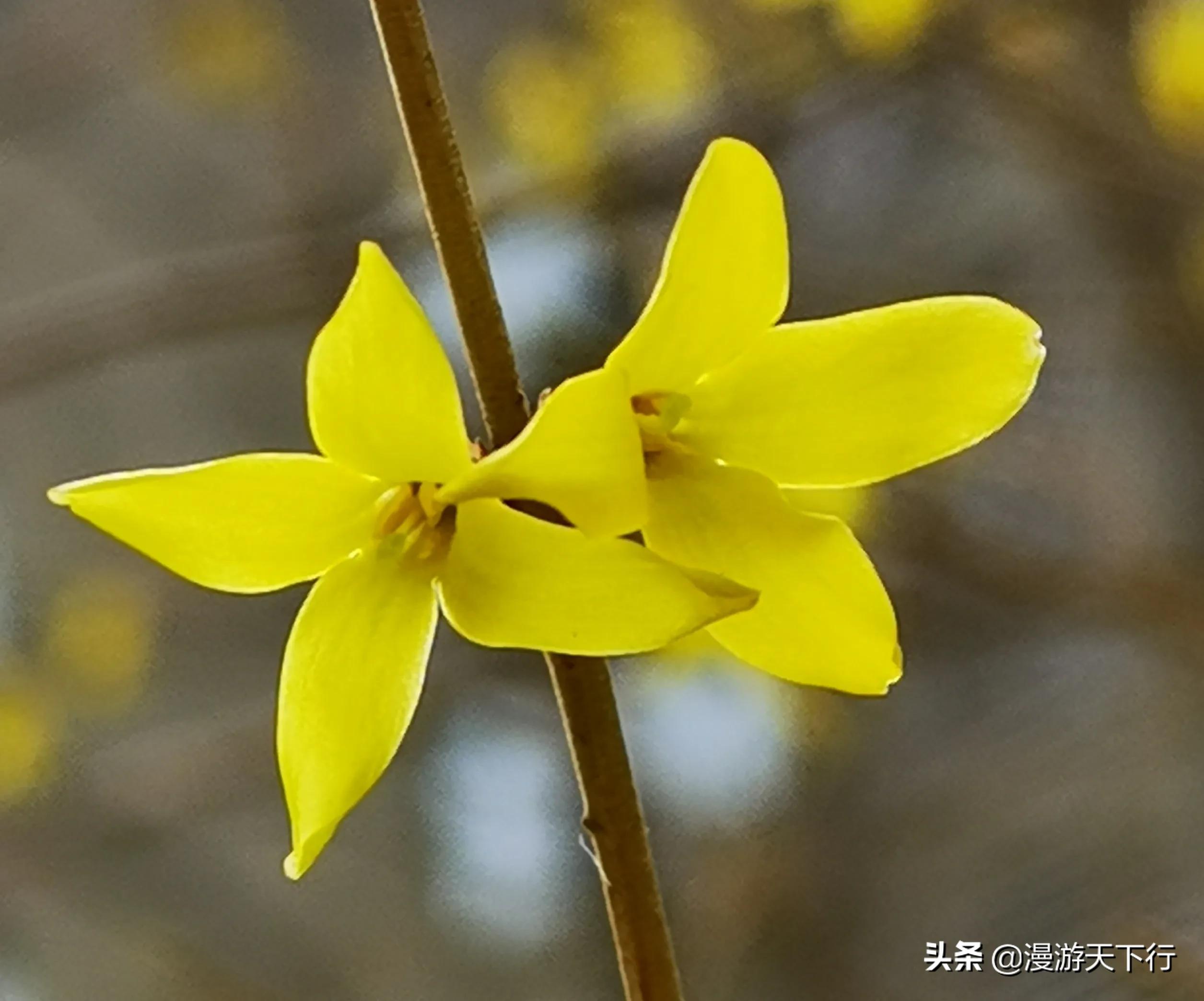 连翘和迎春花的区别（教你轻松分清连翘和迎春花）