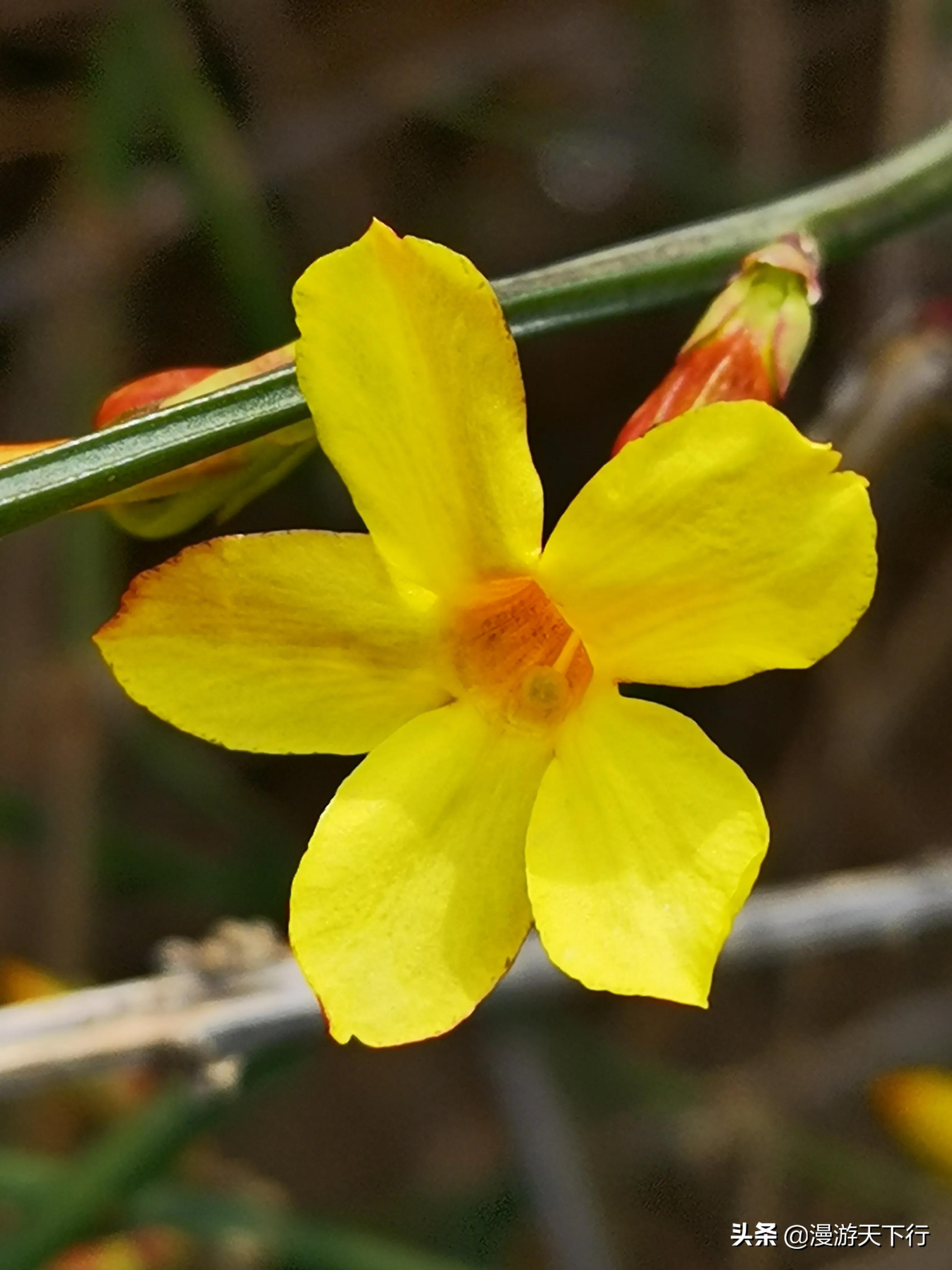 连翘和迎春花的区别（教你轻松分清连翘和迎春花）