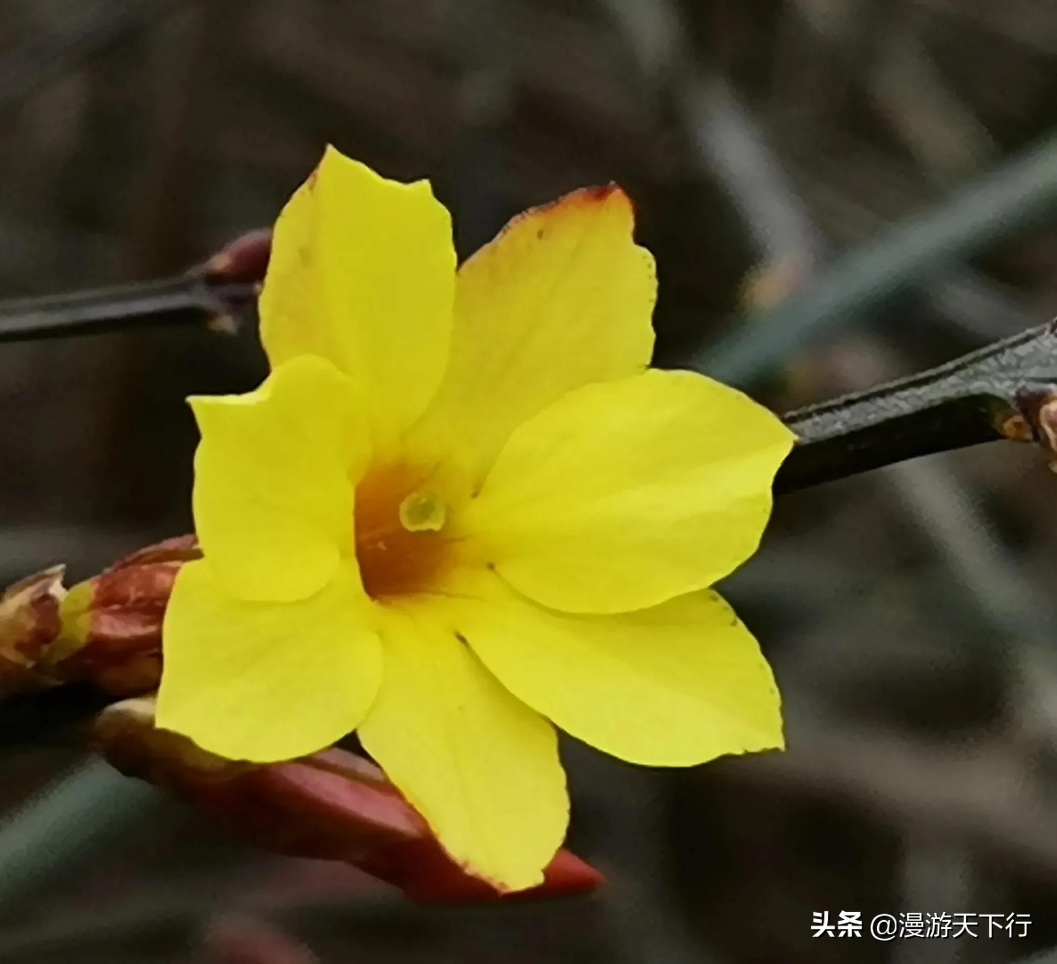 连翘和迎春花的区别（教你轻松分清连翘和迎春花）