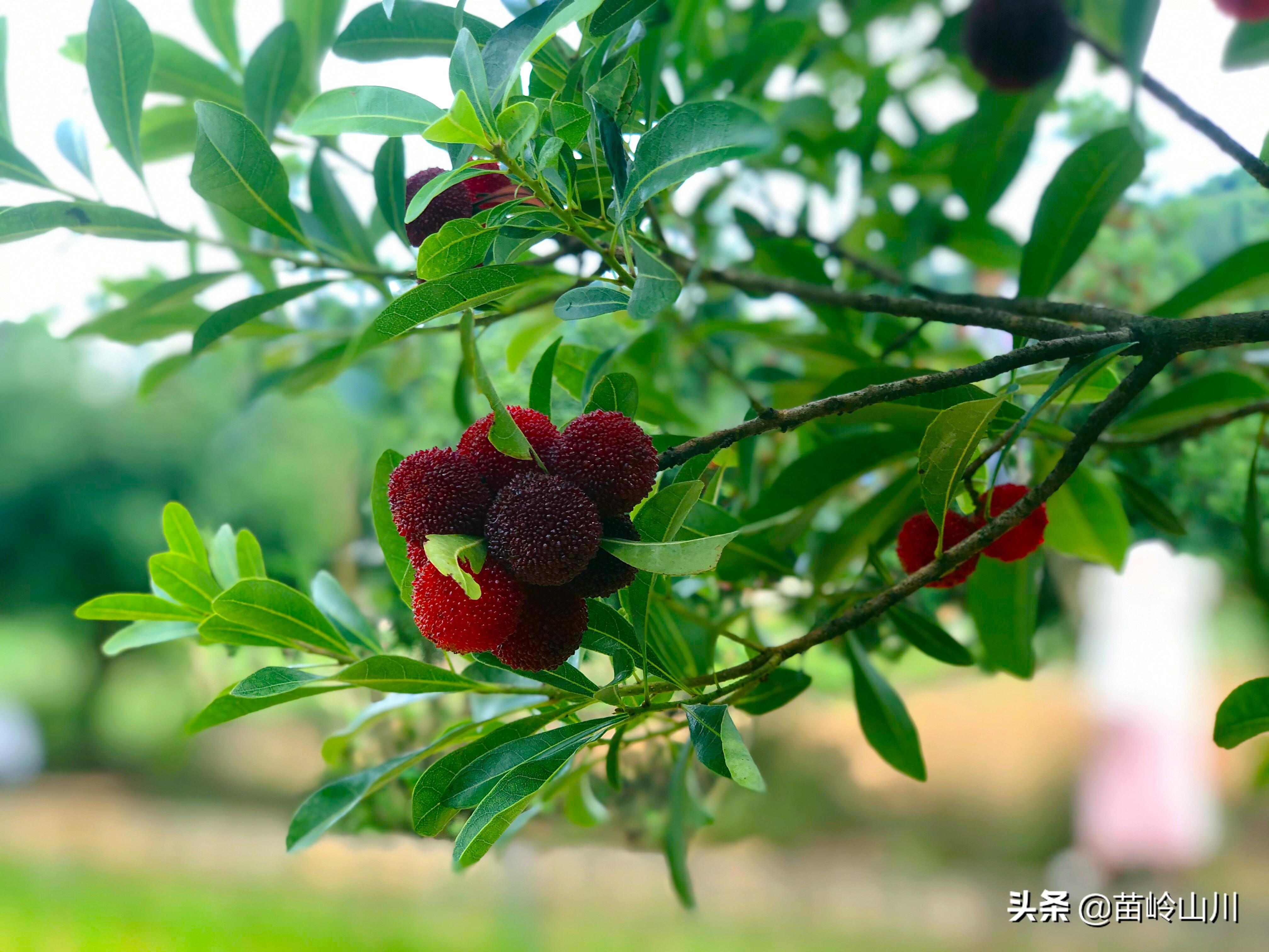 熬杨梅汤要煮多长时间（冰糖杨梅汤烹饪技巧）