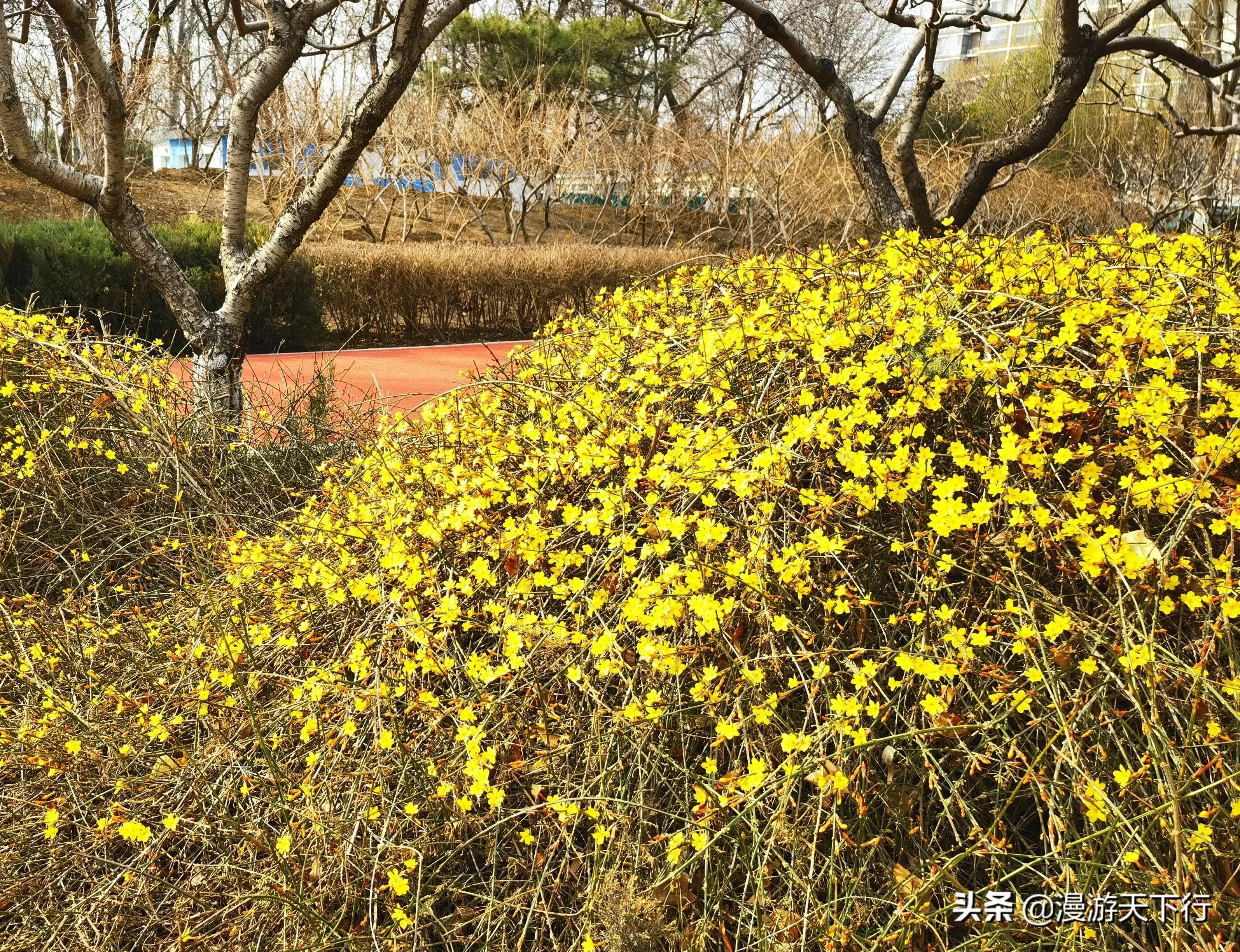 连翘和迎春花的区别（教你轻松分清连翘和迎春花）