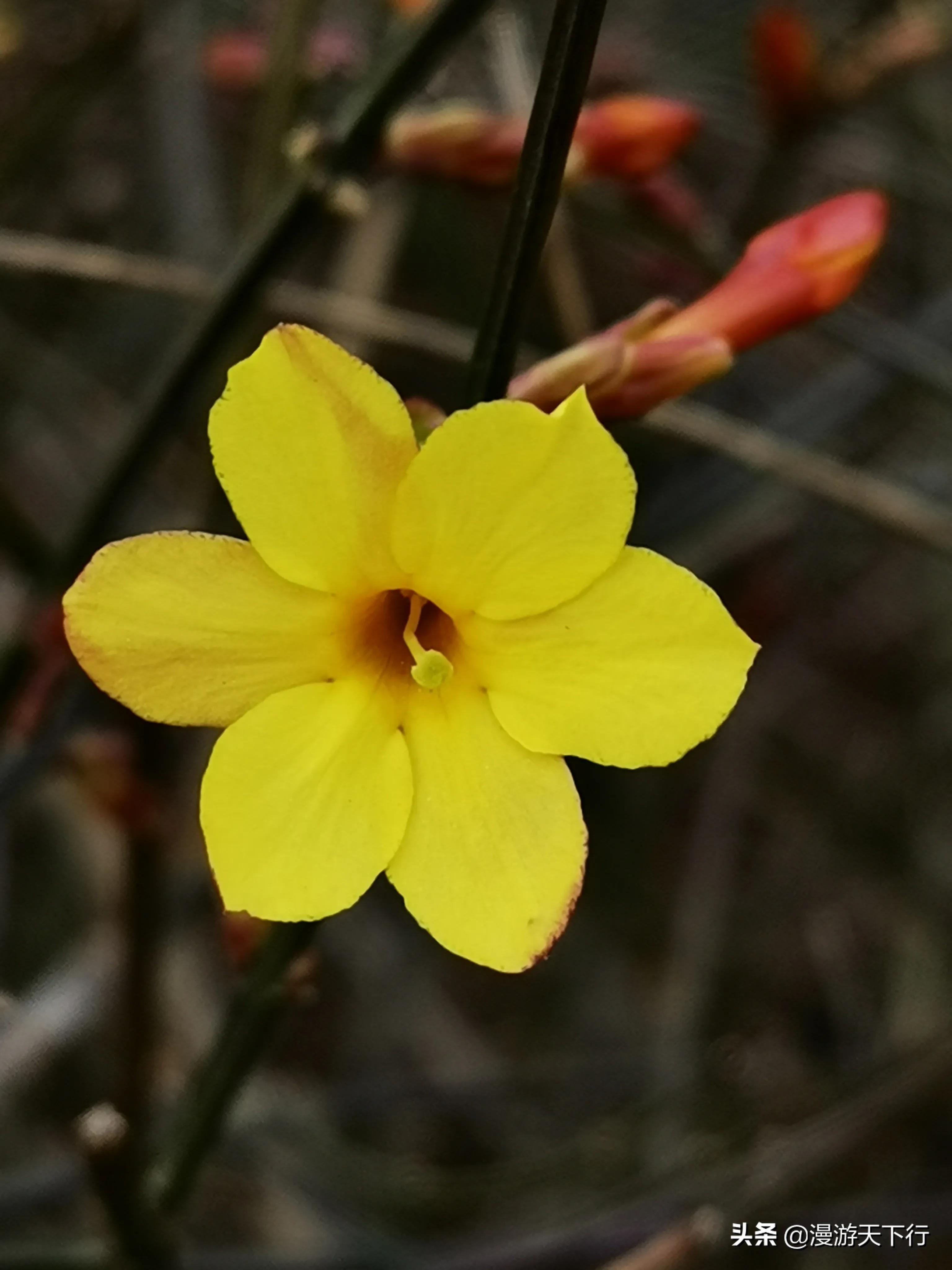 连翘和迎春花的区别（教你轻松分清连翘和迎春花）