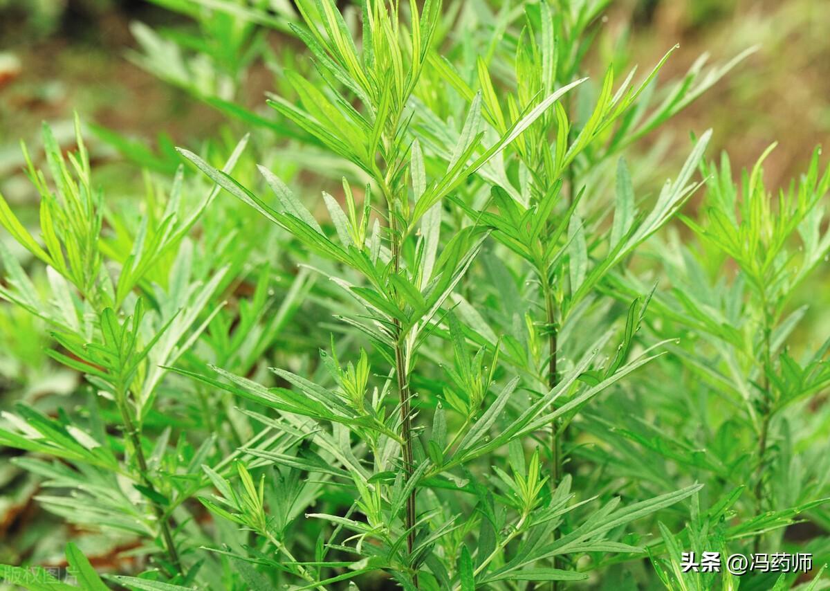 艾叶灰和香油治疗皮肤病（艾灰不可不知的妙用）