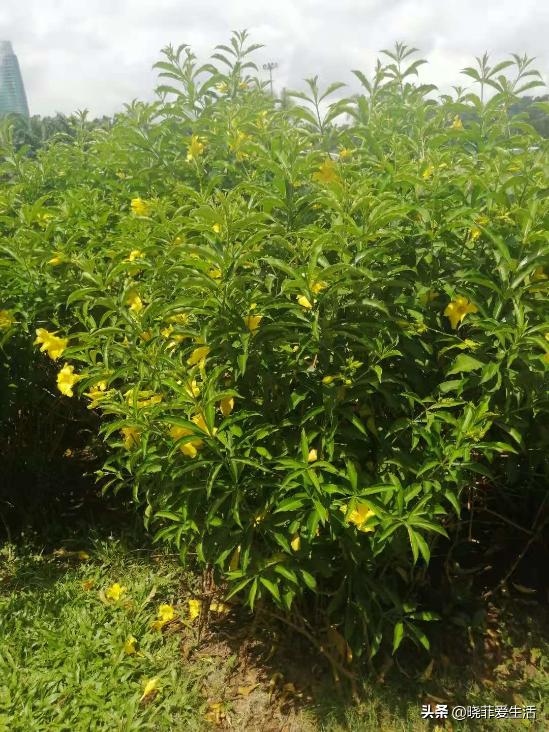 含羞草有毒吗（认识10种漂亮的“有毒花”）