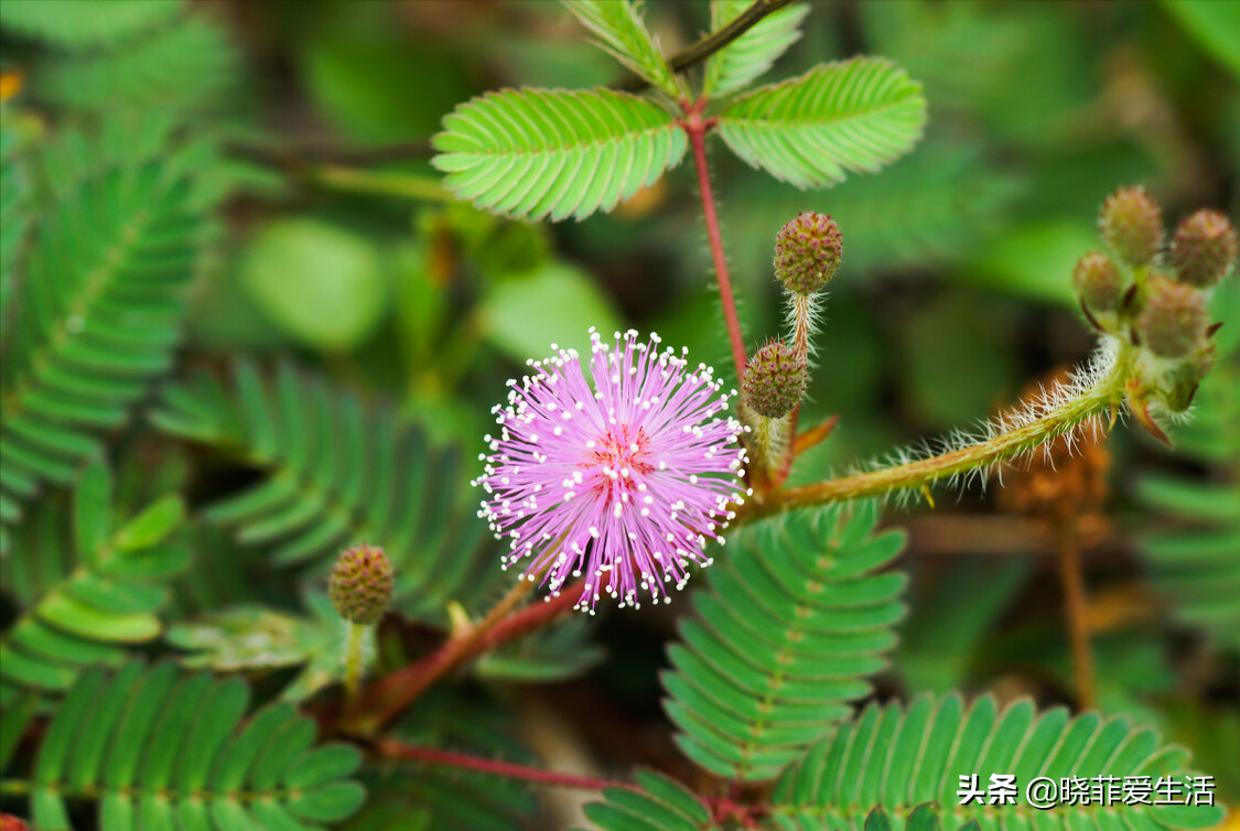 含羞草有毒吗（认识10种漂亮的“有毒花”）