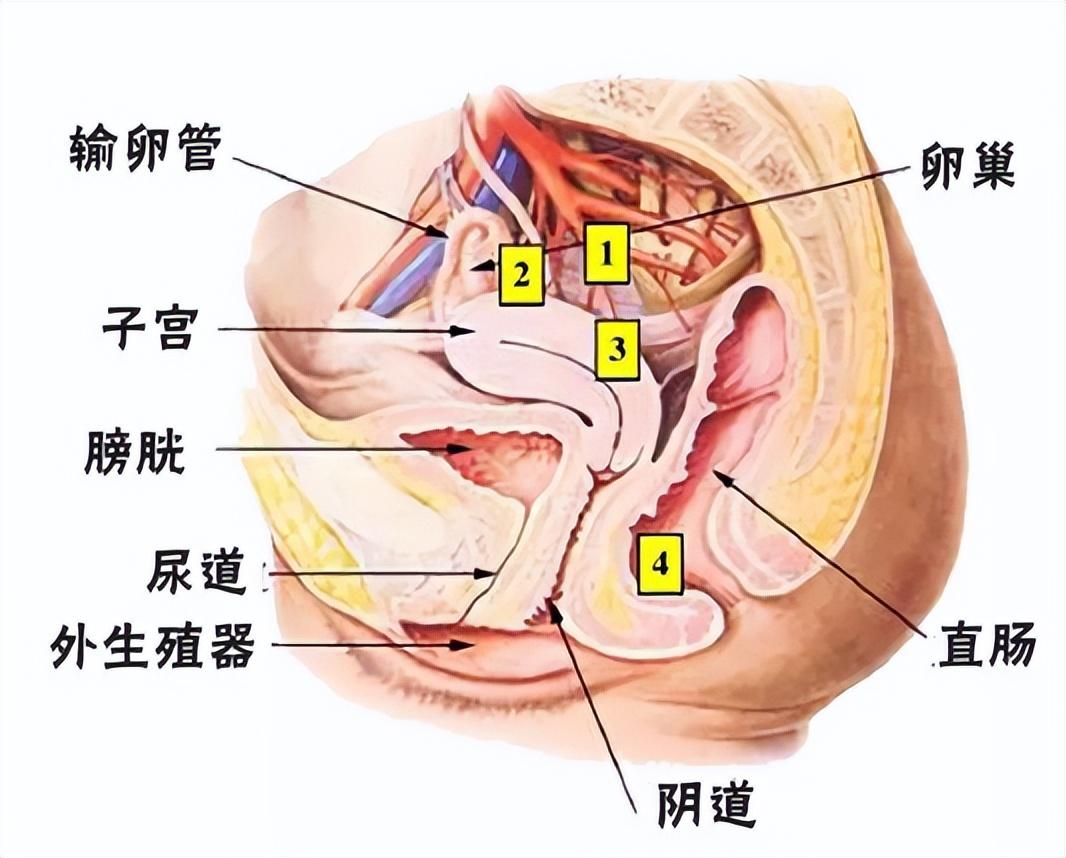 可兰洁妇科凝胶是正规药品么（女性私护凝胶原理分析）