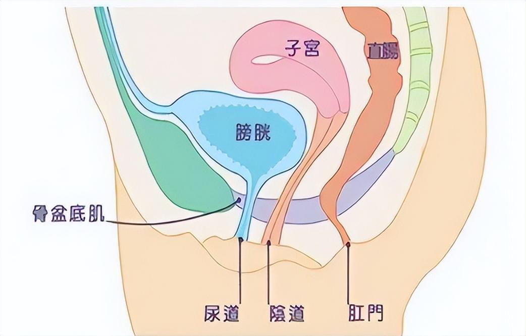 可兰洁妇科凝胶是正规药品么（女性私护凝胶原理分析）