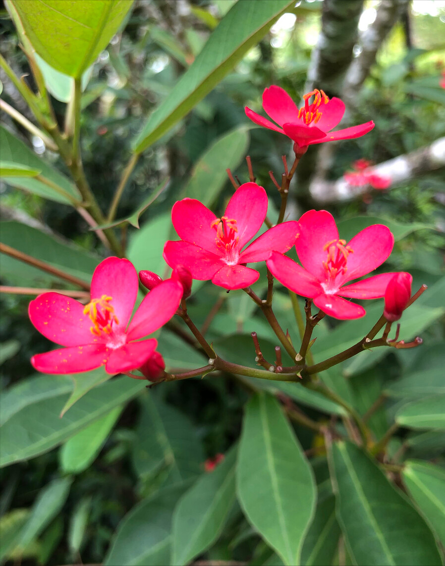 含羞草有毒吗（认识10种漂亮的“有毒花”）